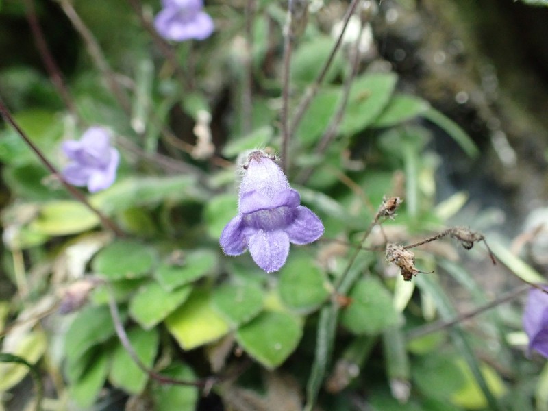 Petrocosmea hexiensis
