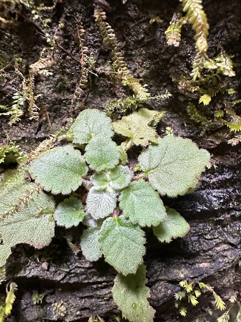 Petrocosmea hexiensis photo 2