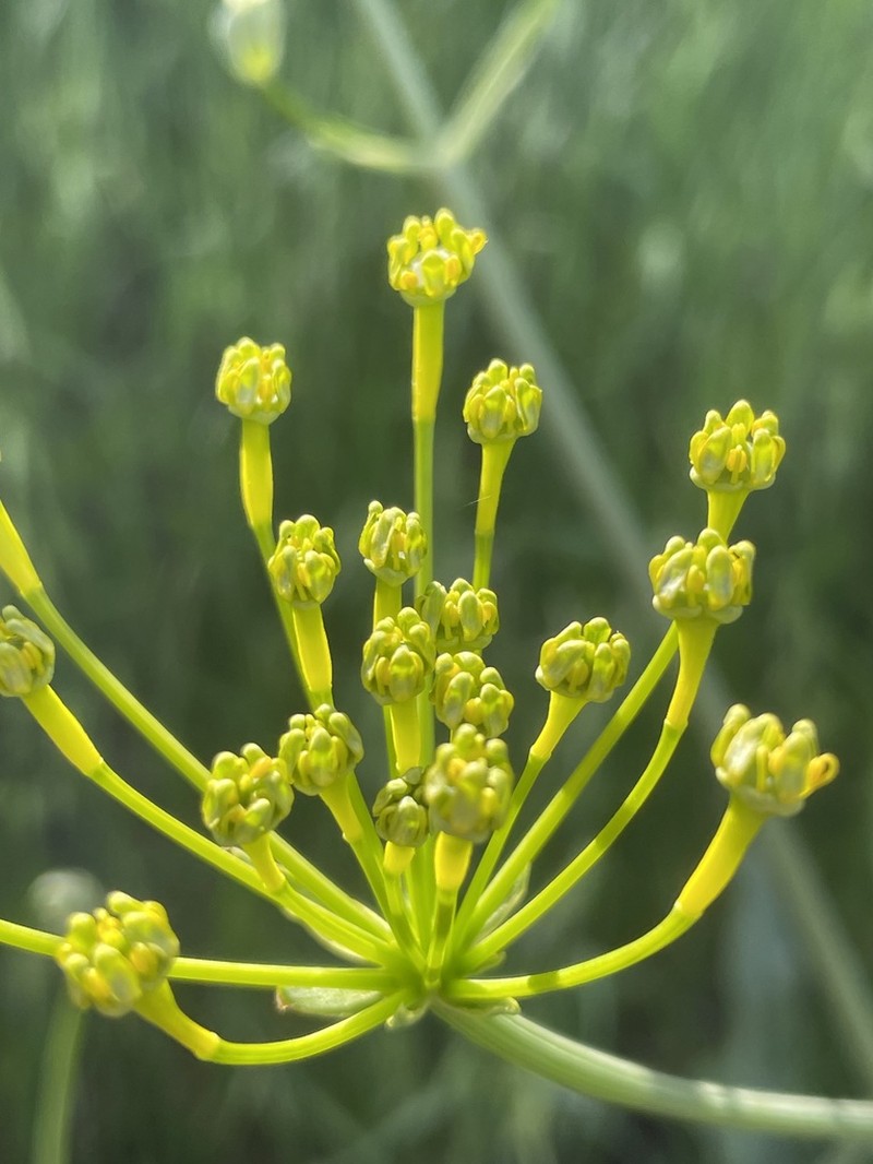 Petroedmondia syriaca