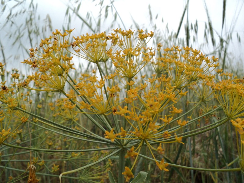 Petroedmondia syriaca photo 3