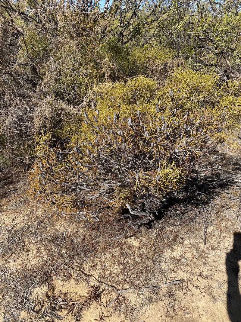 Petrophile conifera subsp. conifera