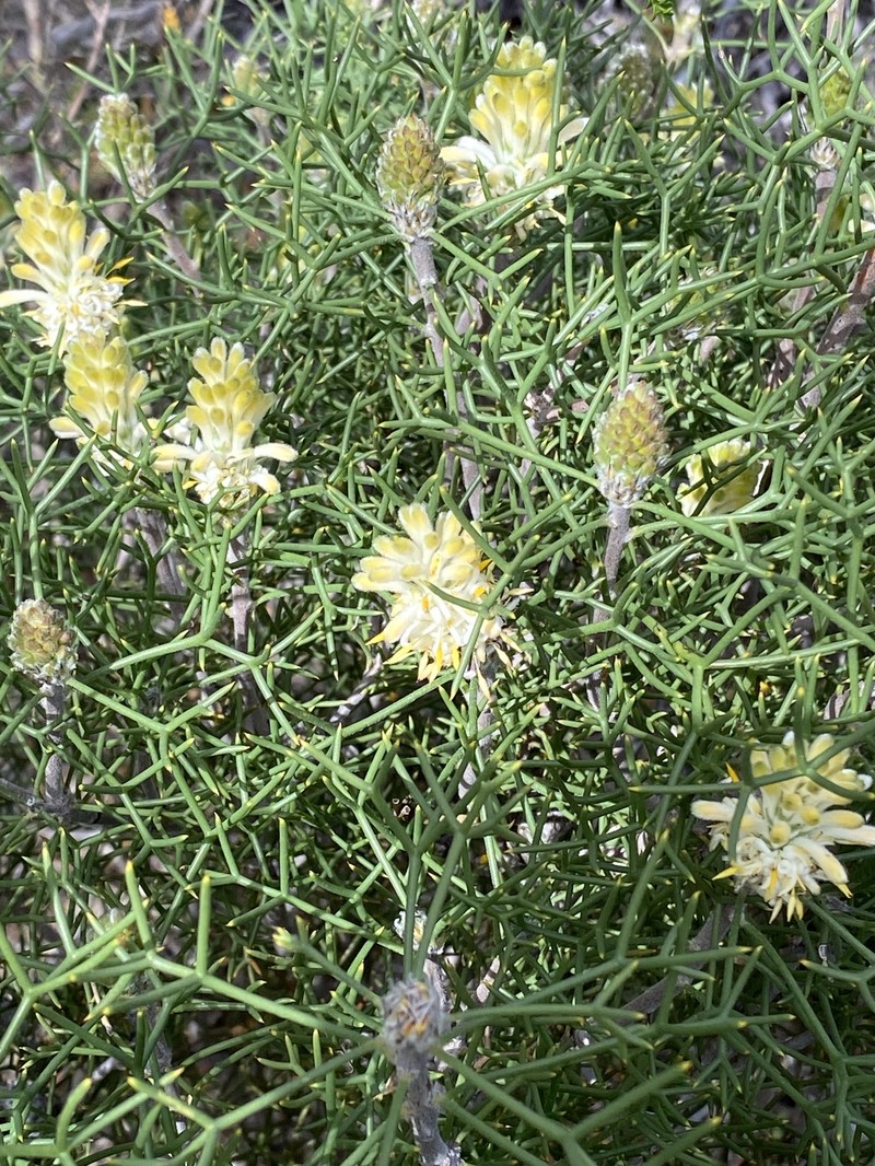 Petrophile conifera subsp. conifera photo 3