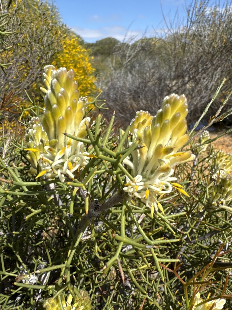 Petrophile conifera subsp. conifera photo 4