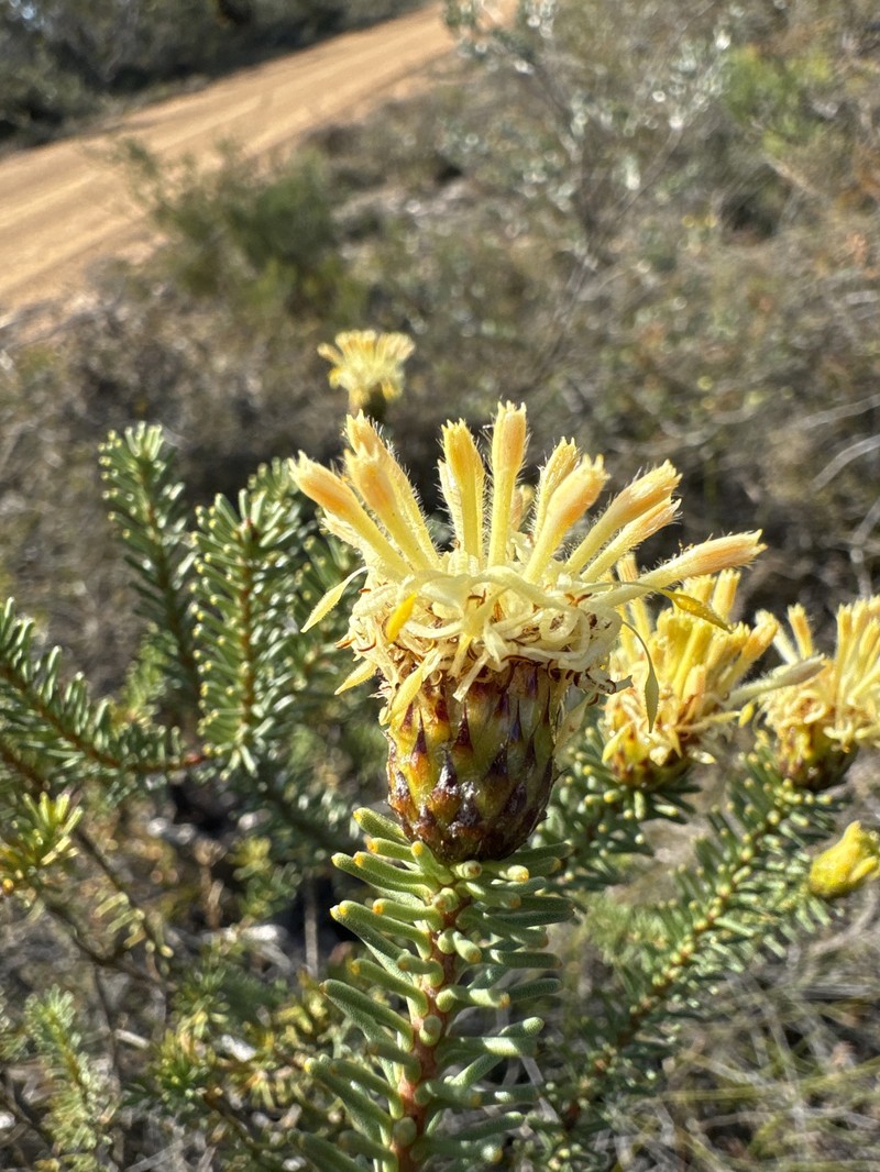 Petrophile ericifolia subsp. ericifolia