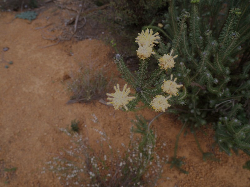 Petrophile ericifolia subsp. ericifolia photo 2