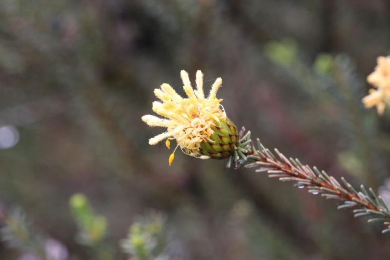 Petrophile ericifolia subsp. ericifolia photo 3