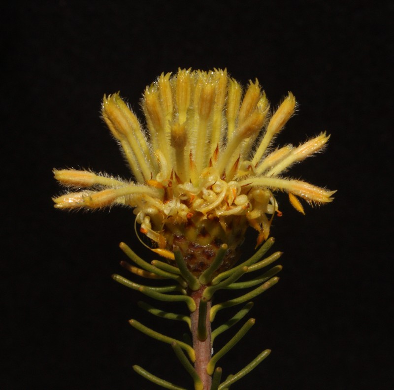 Petrophile ericifolia subsp. ericifolia photo 4
