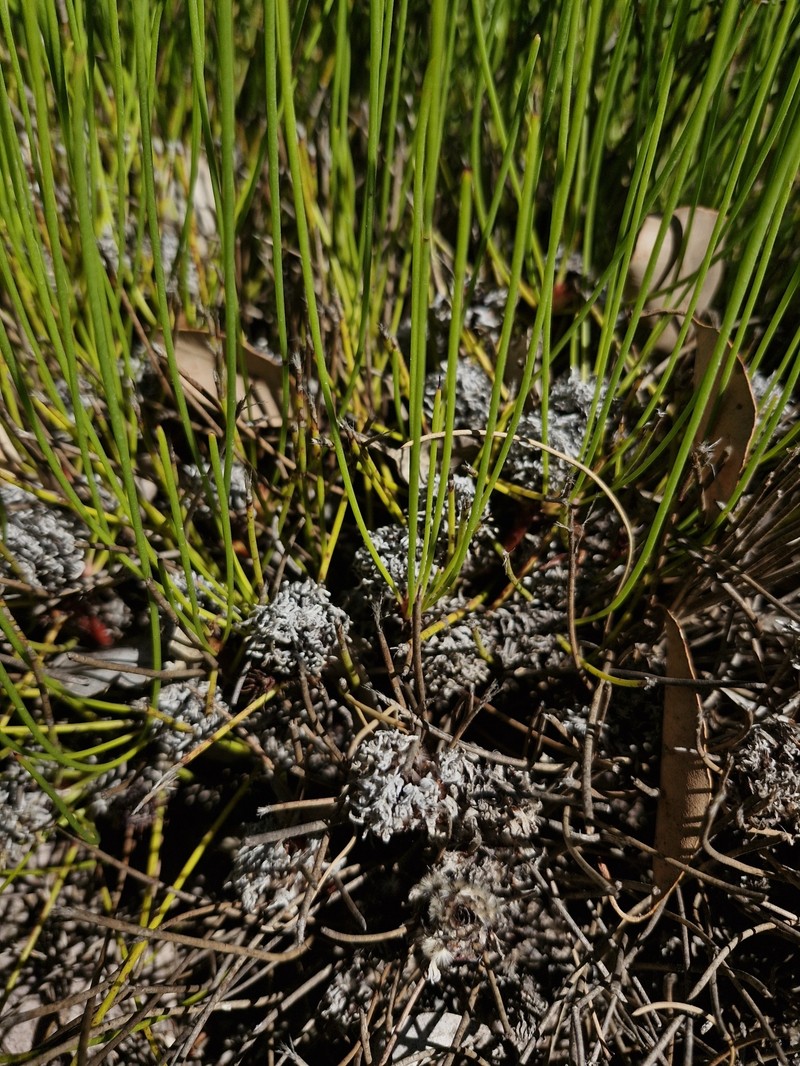 Petrophile filifolia subsp. filifolia
