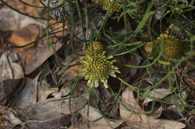 Petrophile filifolia subsp. filifolia photo 2