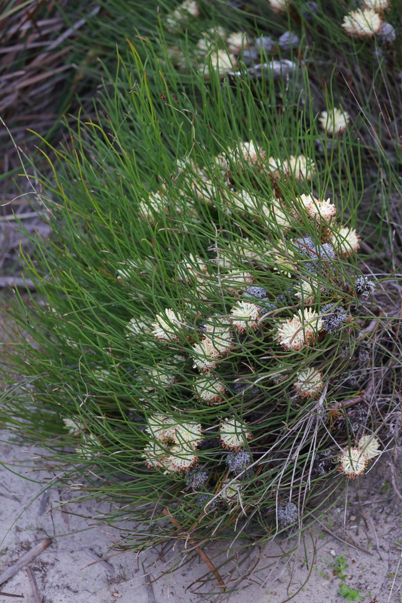 Petrophile filifolia subsp. filifolia photo 3