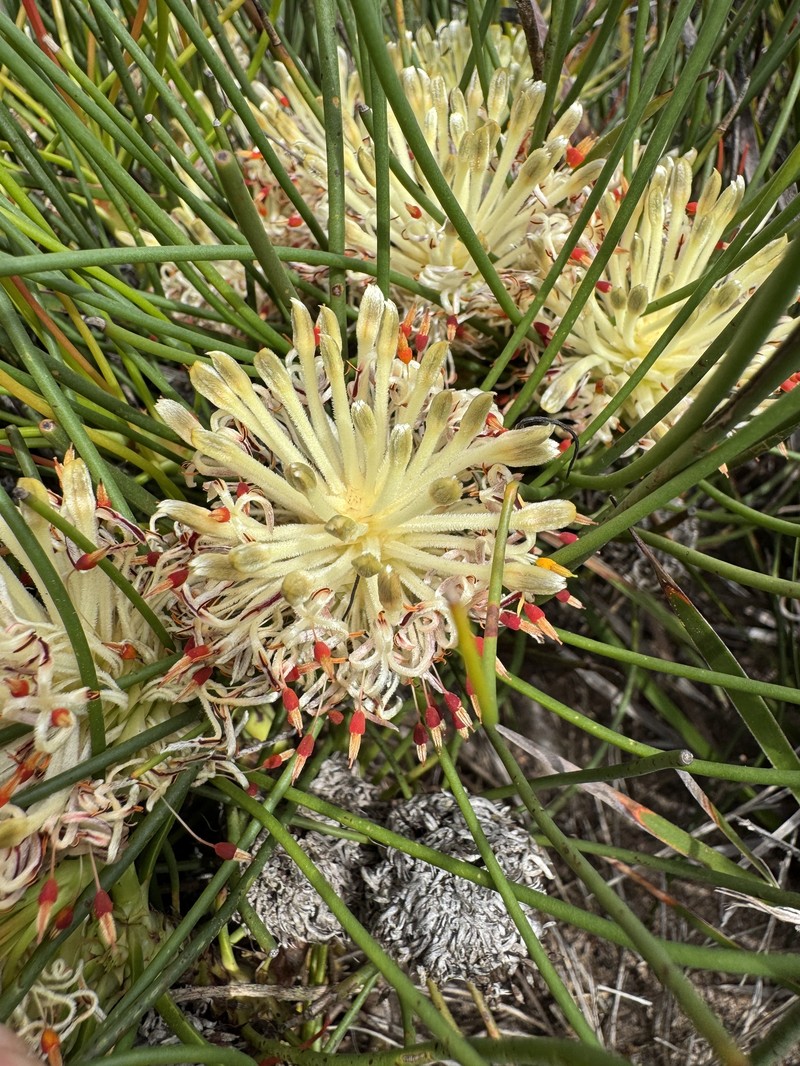 Petrophile filifolia subsp. filifolia photo 4