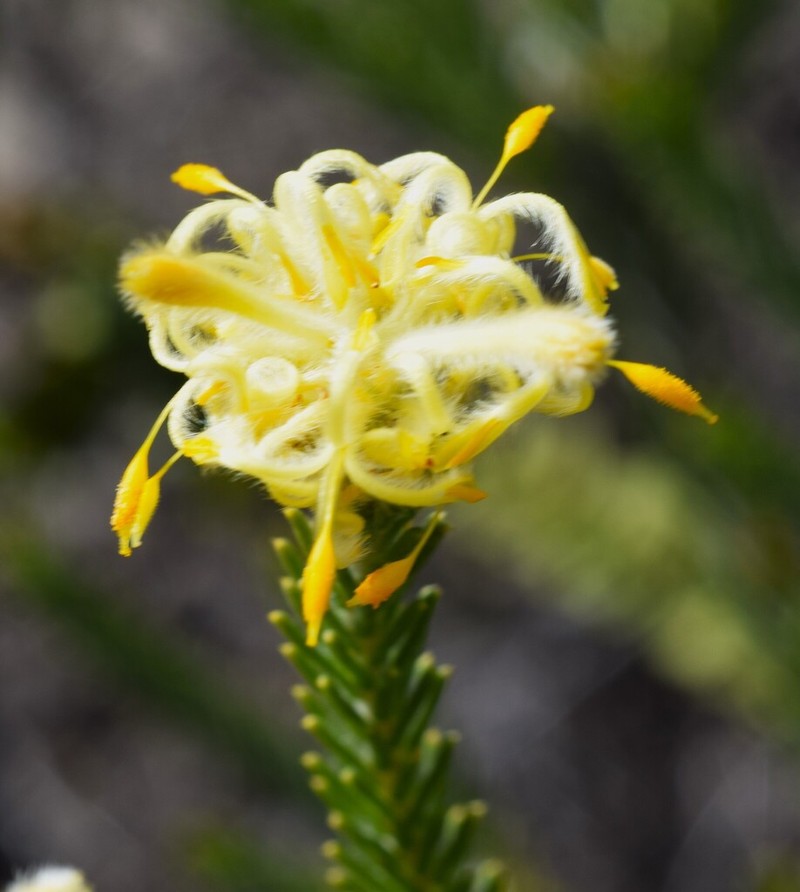 Petrophile foremanii