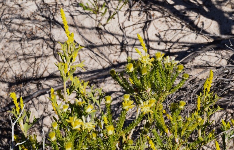 Petrophile foremanii photo 2