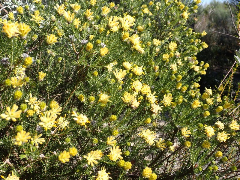 Petrophile foremanii photo 5