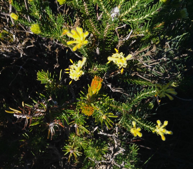 Petrophile foremanii photo 6