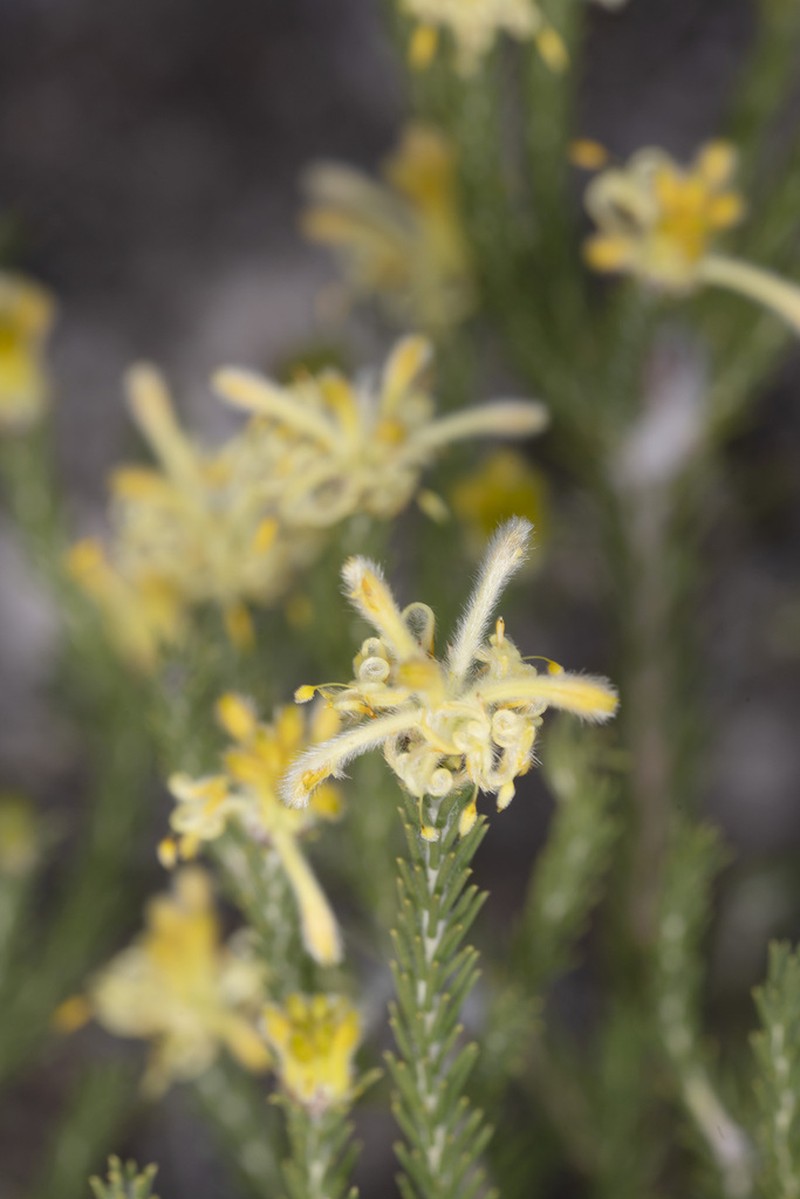Petrophile foremanii photo 7