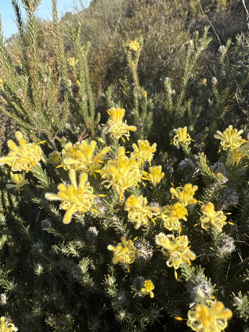 Petrophile globifera
