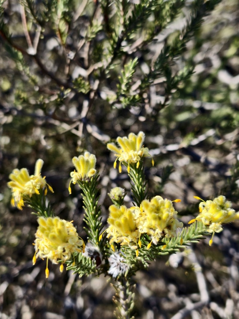 Petrophile globifera photo 2