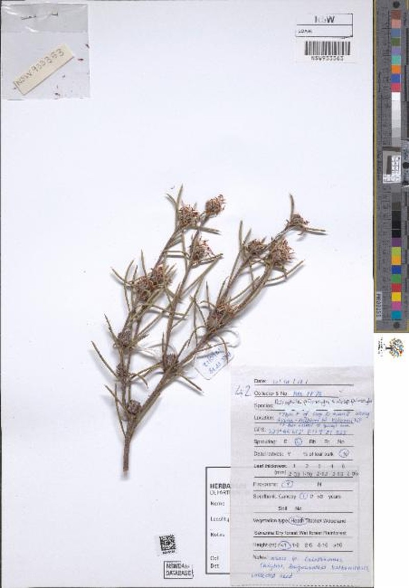 Petrophile pilostyla subsp. pilostyla