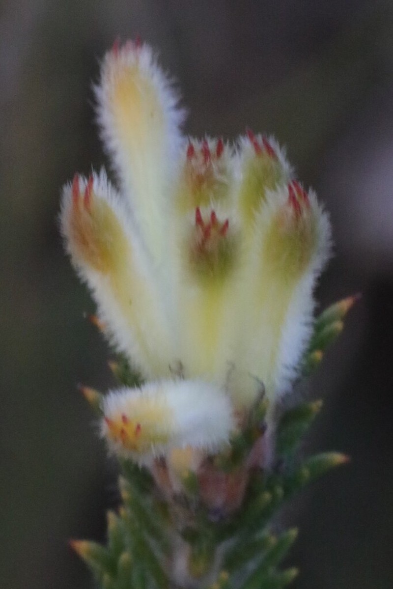Petrophile septemfida