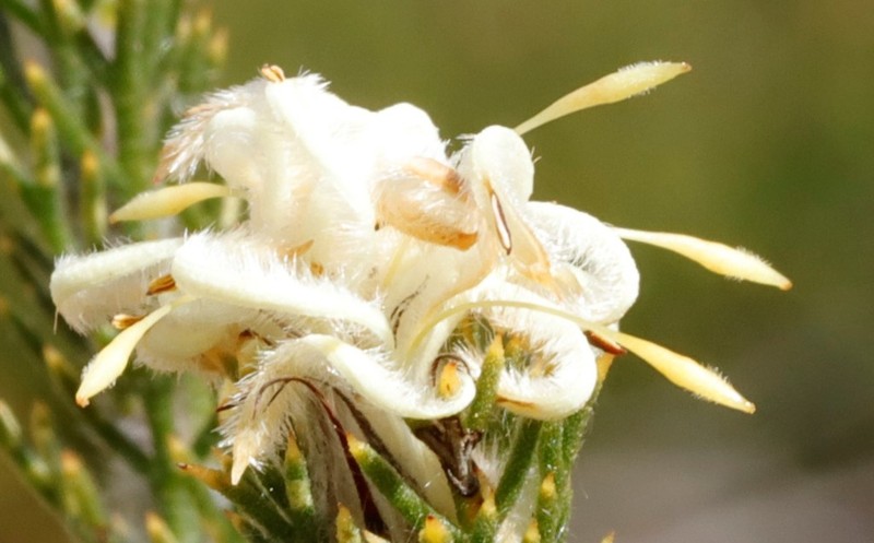 Petrophile septemfida photo 2