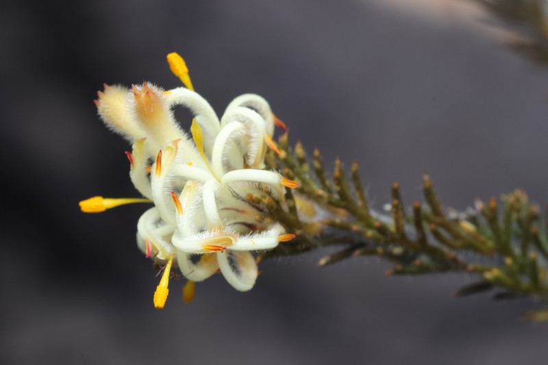 Petrophile septemfida photo 4