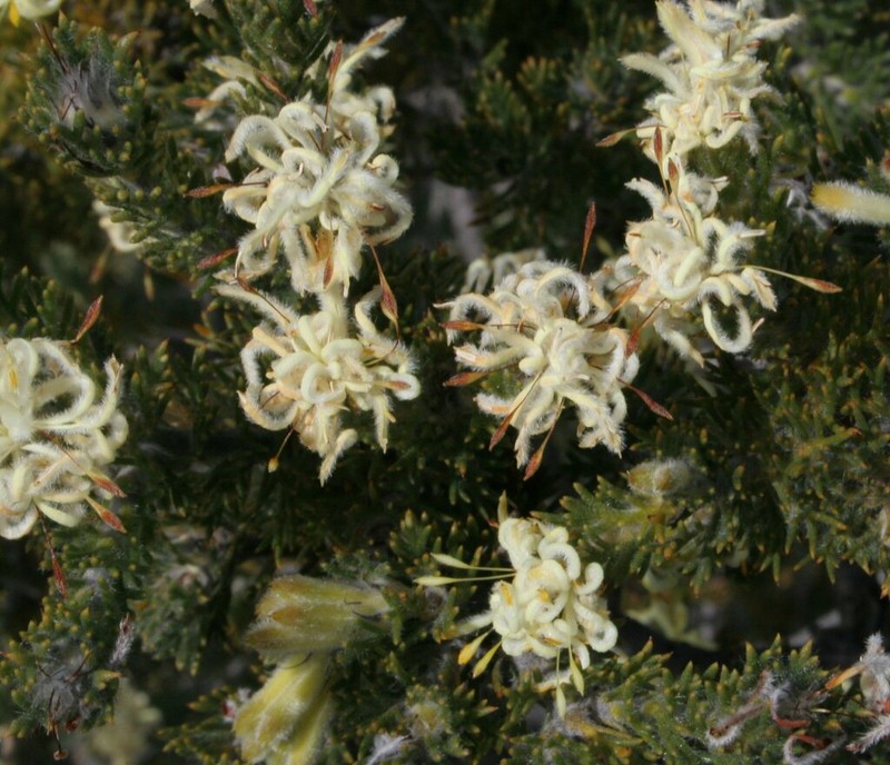 Petrophile septemfida photo 5