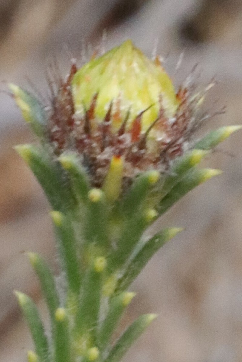 Petrophile septemfida photo 6
