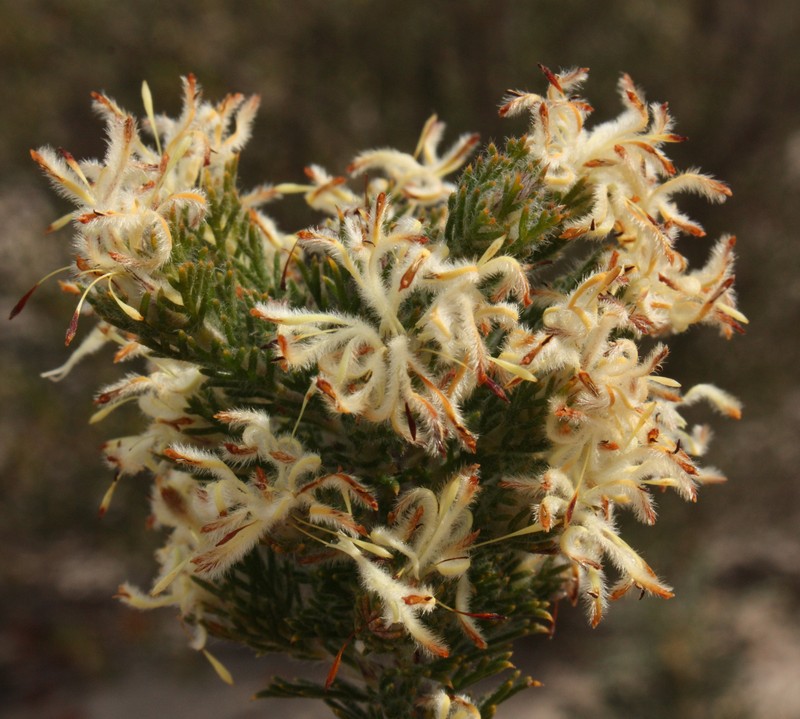 Petrophile septemfida photo 7