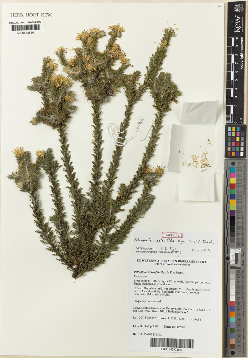 Petrophile septemfida photo 8