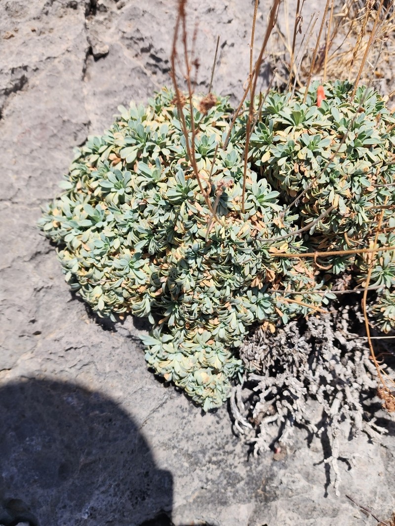 Mat Rockspirea