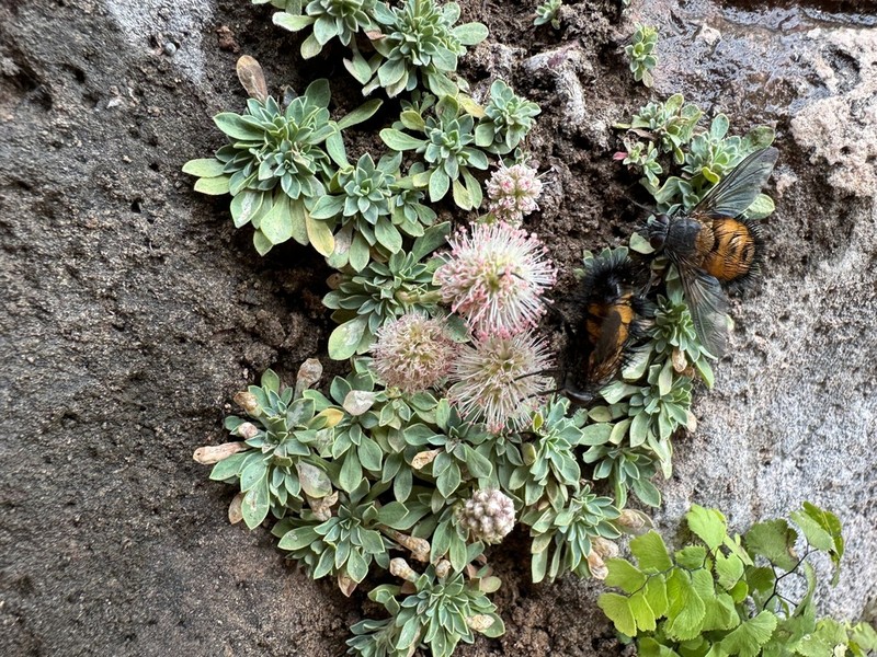 Mat Rockspirea photo 2