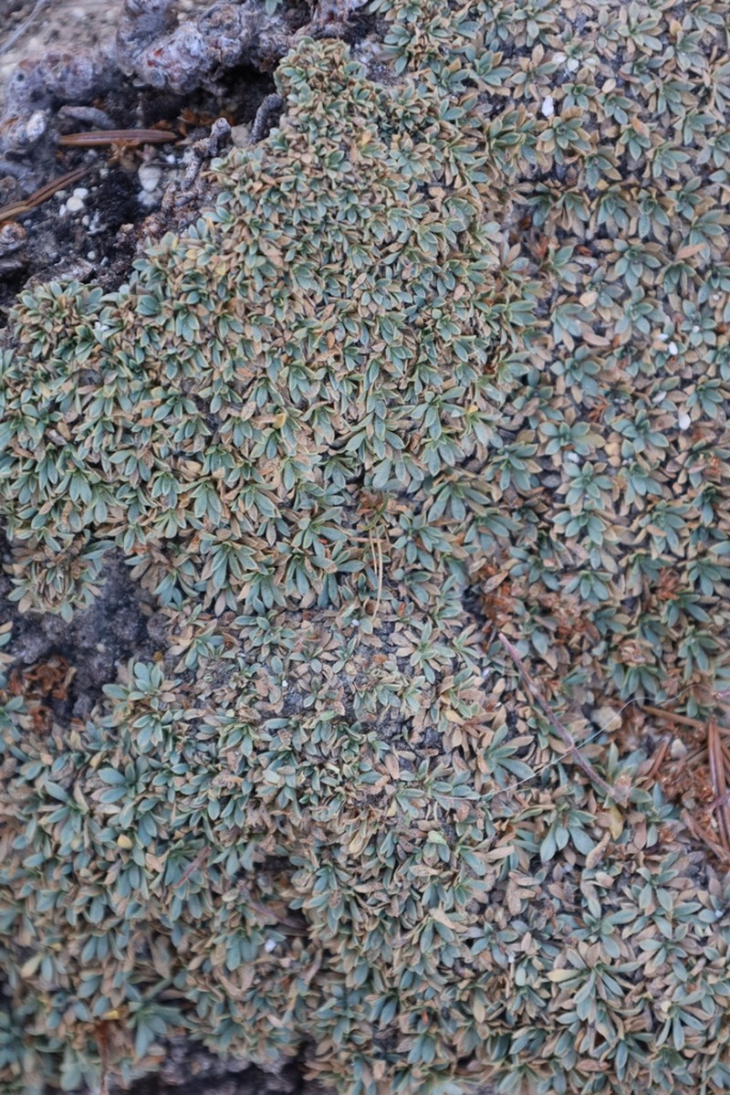 Mat Rockspirea photo 3