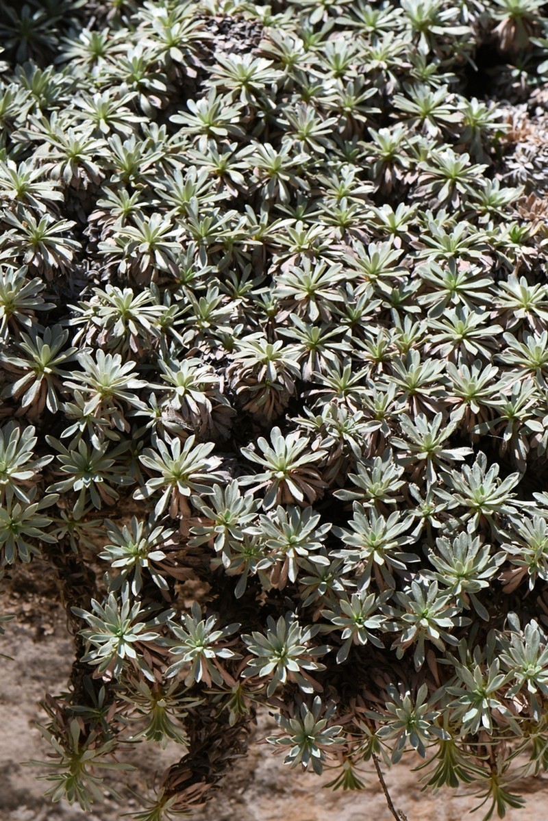 Mat Rockspirea photo 4