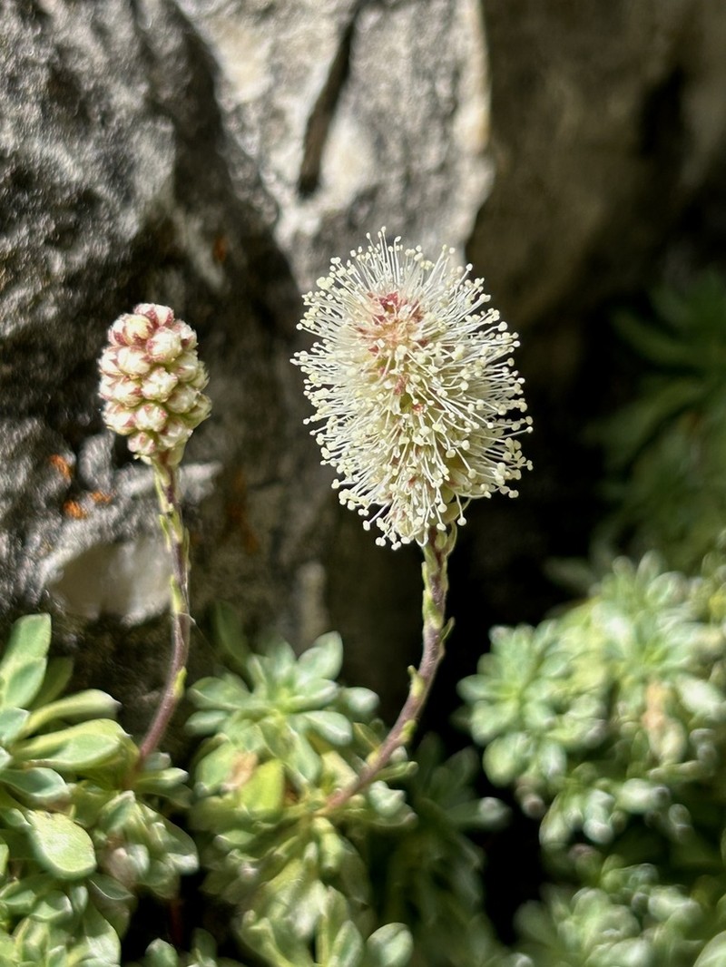 Mat Rockspirea photo 5
