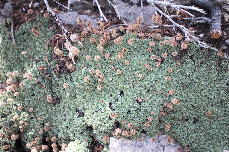 Mat Rockspirea photo 6