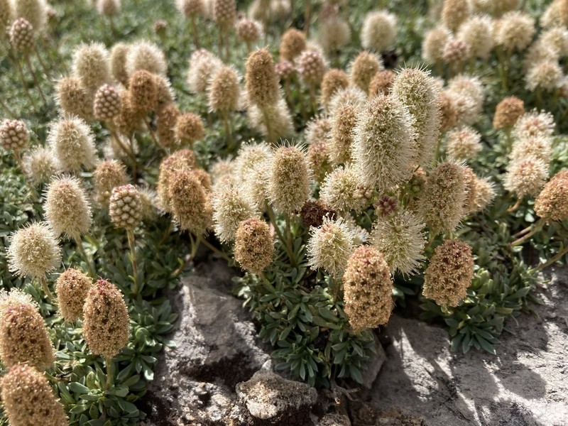 Mat Rockspirea photo 8