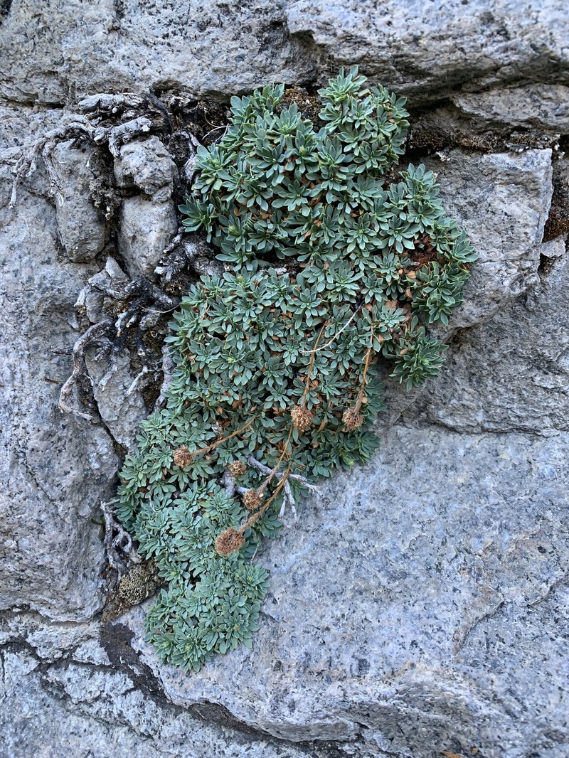 Big Arroyo Rockmat photo 8