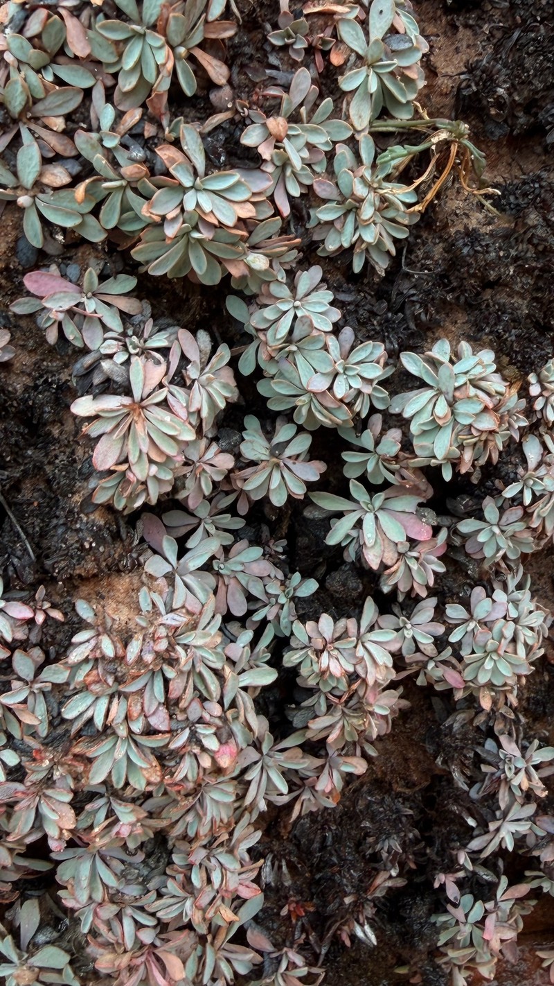 Petrophytum caespitosum subsp. caespitosum