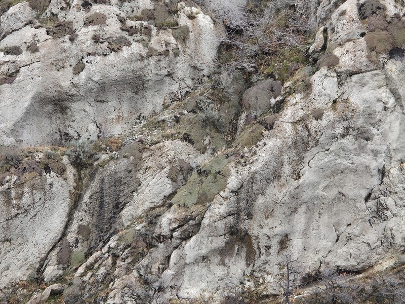 Petrophytum caespitosum subsp. caespitosum photo 2