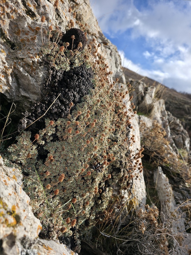 Petrophytum caespitosum subsp. caespitosum photo 3