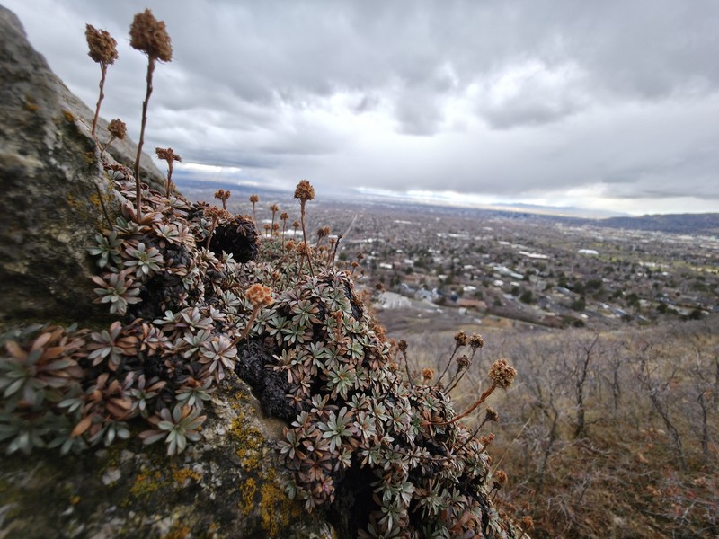 Petrophytum caespitosum subsp. caespitosum photo 4