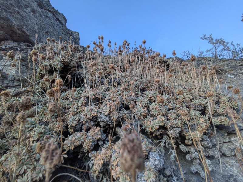 Petrophytum caespitosum subsp. caespitosum photo 5