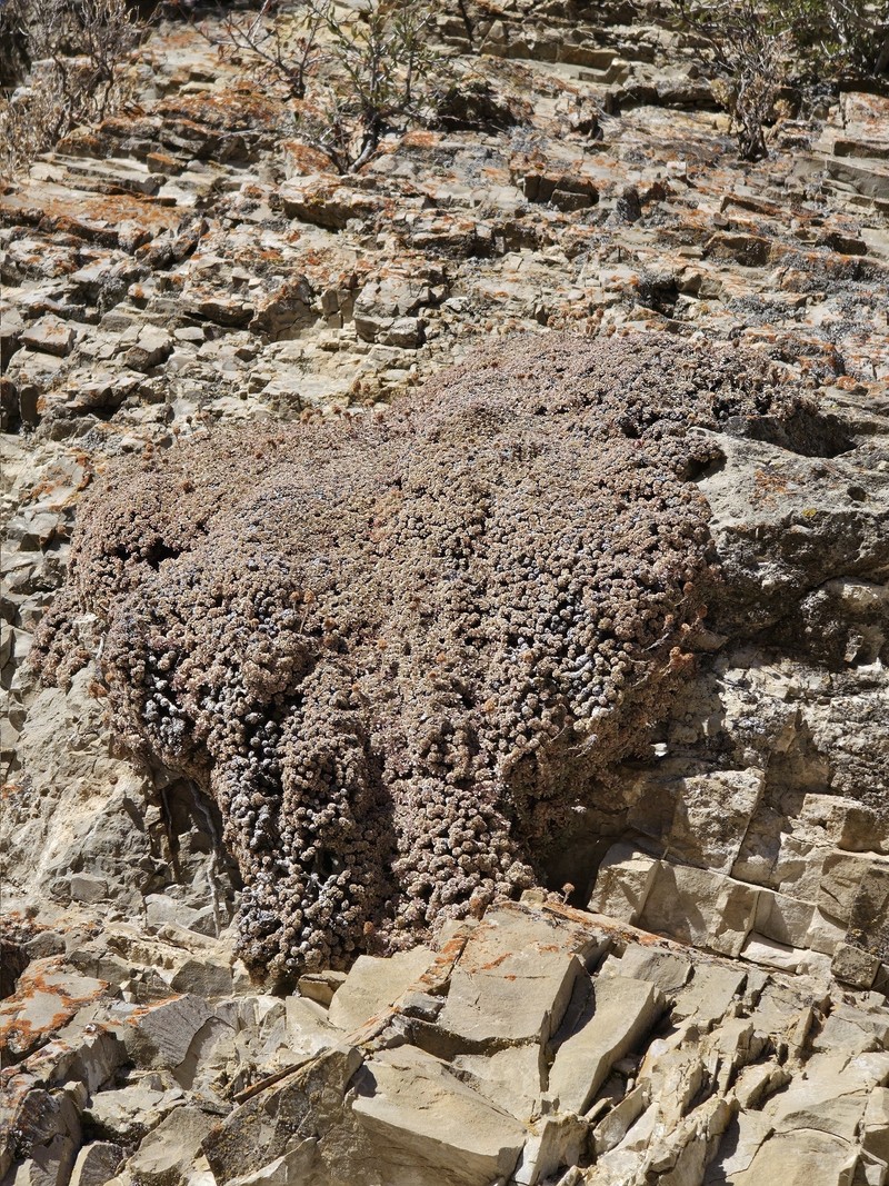 Petrophytum caespitosum subsp. caespitosum photo 6