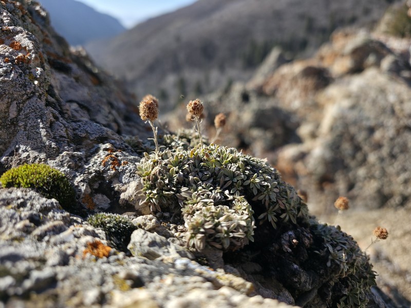 Petrophytum caespitosum subsp. caespitosum photo 7
