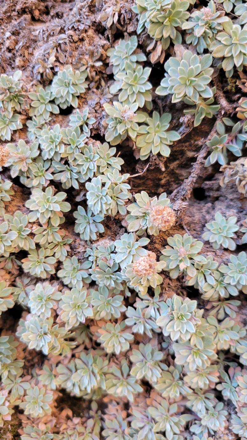 Petrophytum caespitosum subsp. caespitosum photo 8