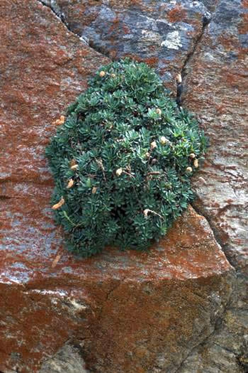 Halfshrub Rockmat