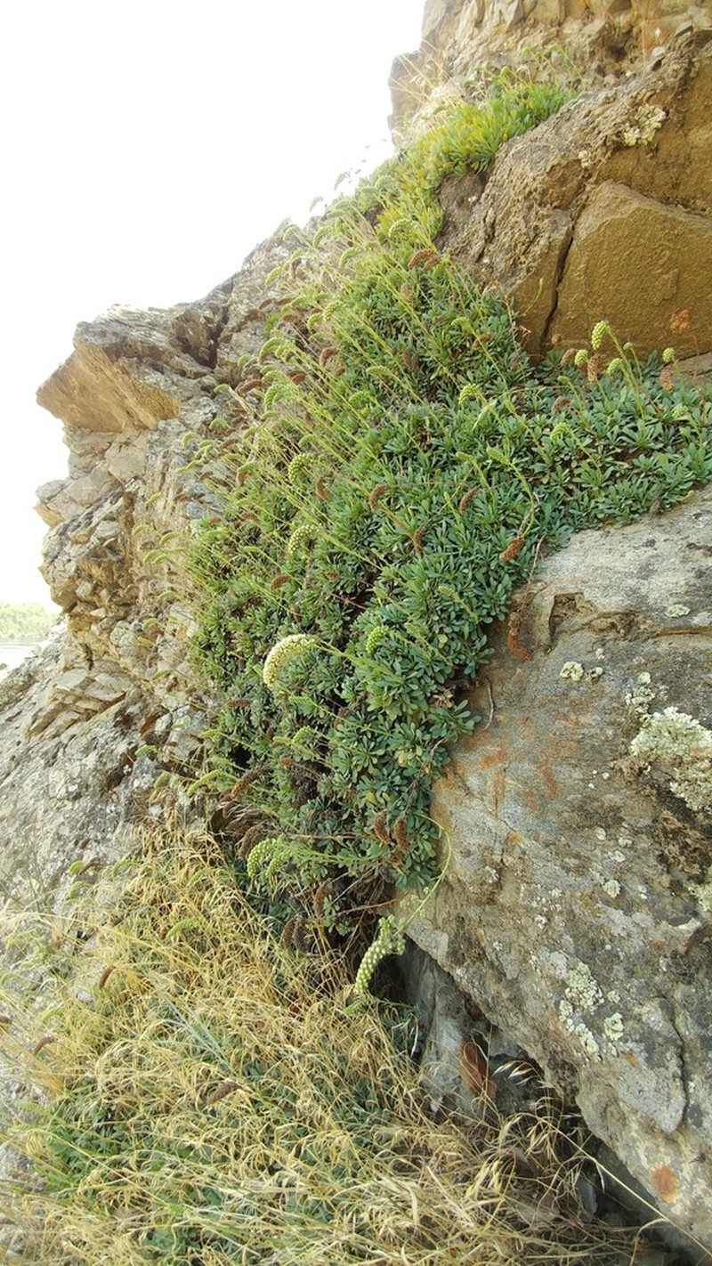Halfshrub Rockmat photo 2