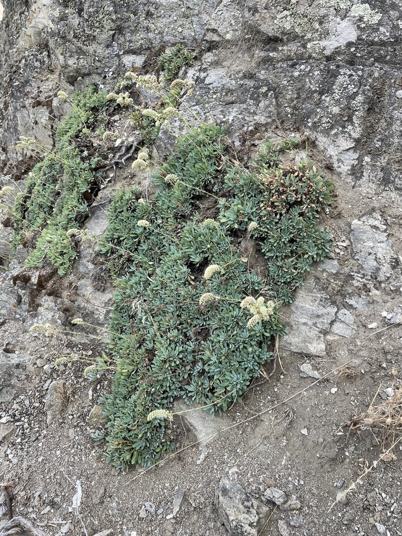 Halfshrub Rockmat photo 3