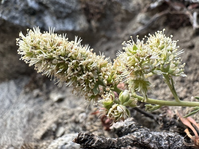 Halfshrub Rockmat photo 4